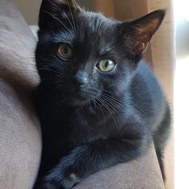 Ak2049 Liquorice Female Domestic Short Hair Cat In Wa Petrescue