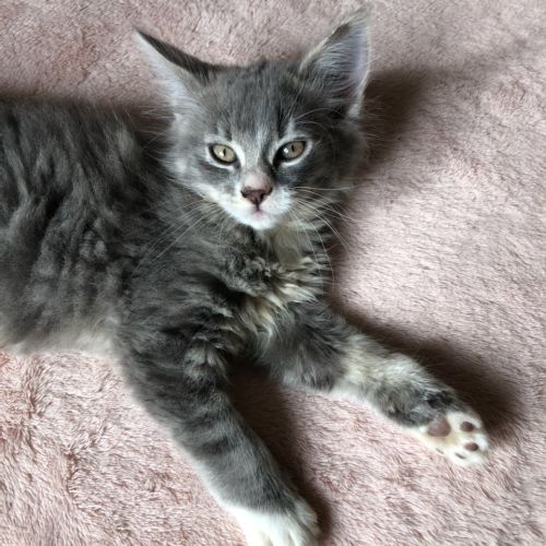 Fluffy Kitten Showroom