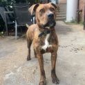 Photo of Snickers