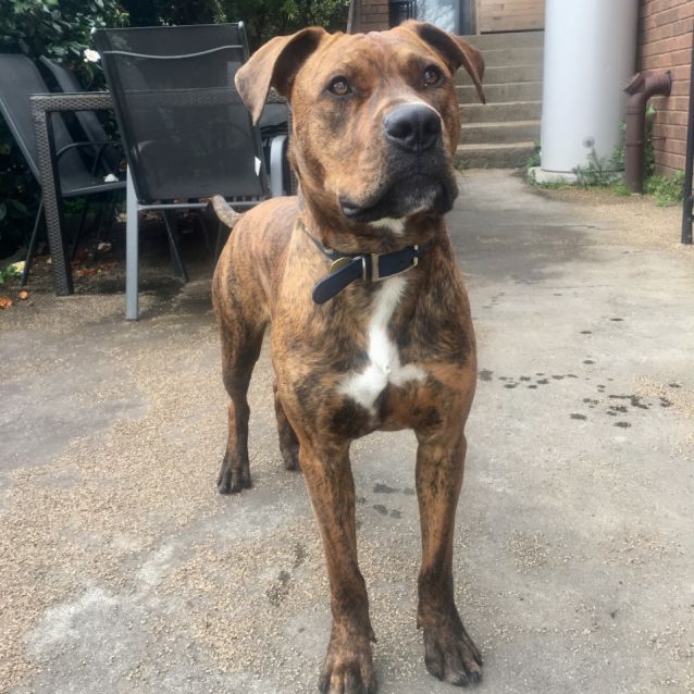 Photo of Snickers