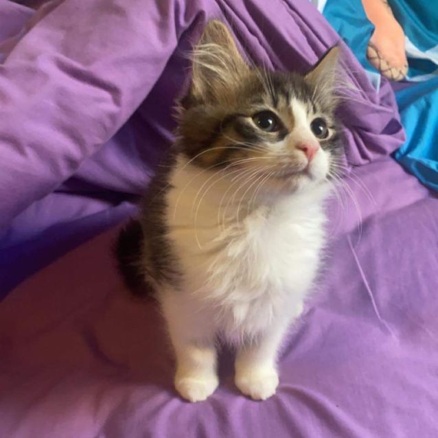 Photo of Pickles
