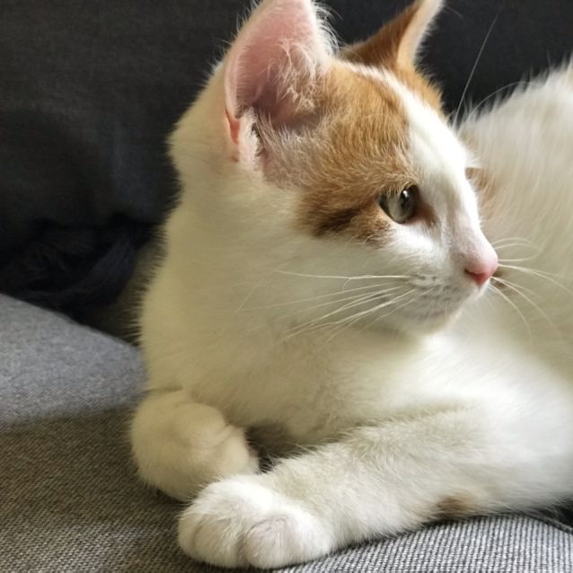 Photo of Wallace ^Dandy Cat Rescue^