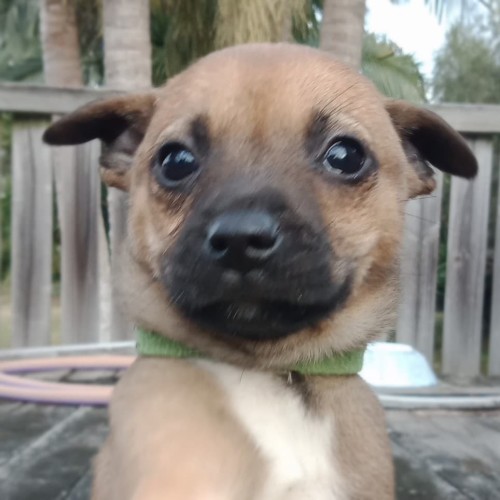 Clyde 