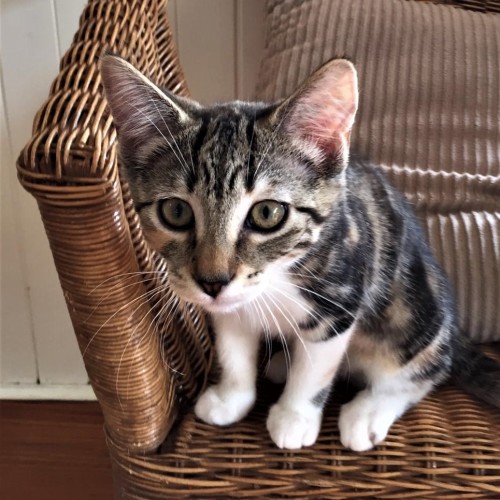 Solange ^Dandy Cat Rescue^