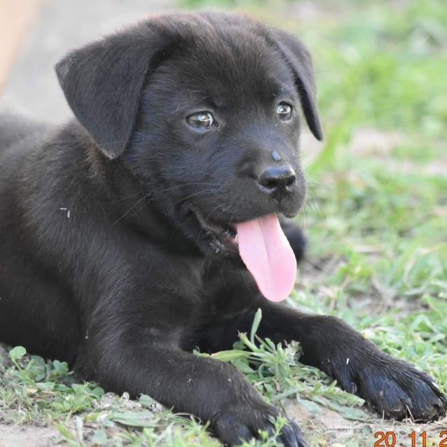Photo of Remi