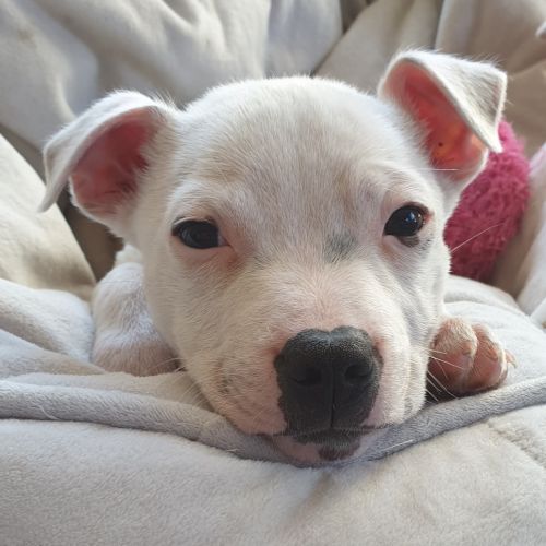 Arlo 