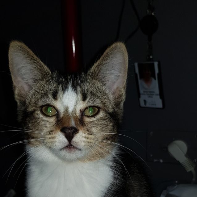 Photo of Cora ** 2nd Chance Cat Rescue**