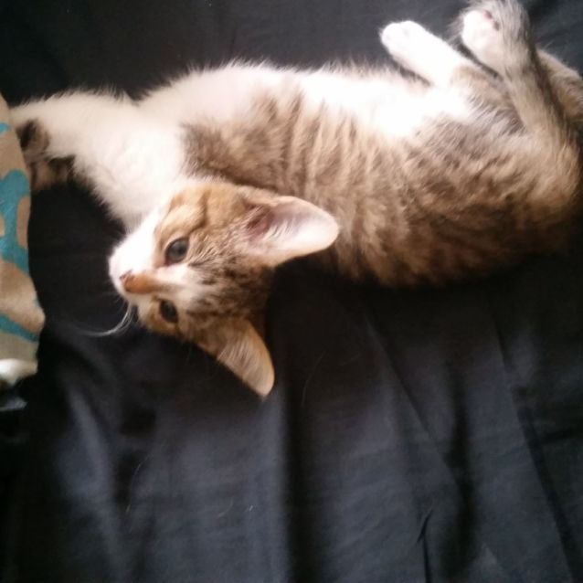 Photo of Ted **2nd Chance Cat Rescue**