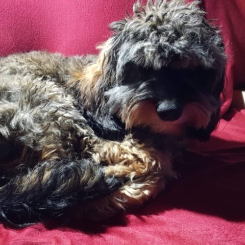 Bailey