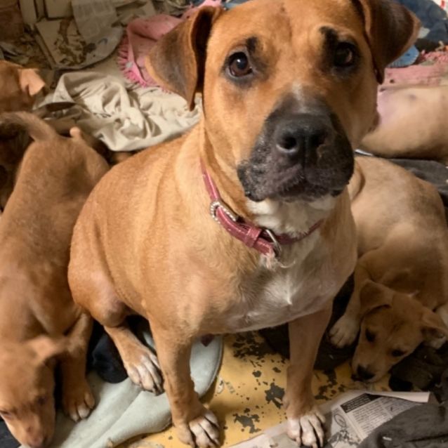 Photo of Girlee (Now On Adoption Trial)