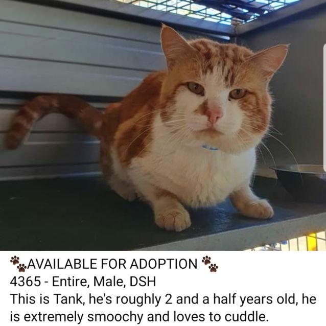 Photo of Tank 