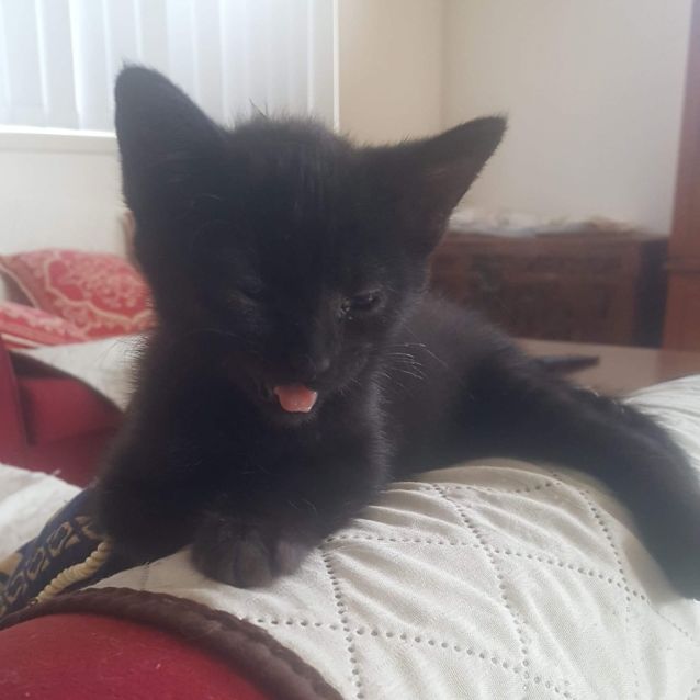 Photo of Shadow