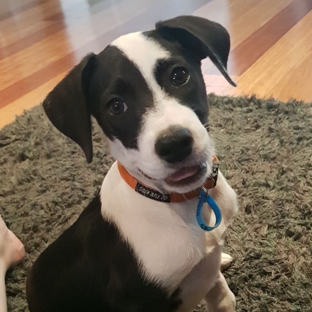 Photo of Lacey 