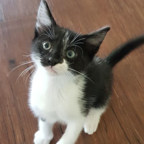 Oliver
