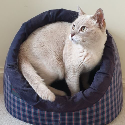 TIO - Beautiful Burmese Smoocher!