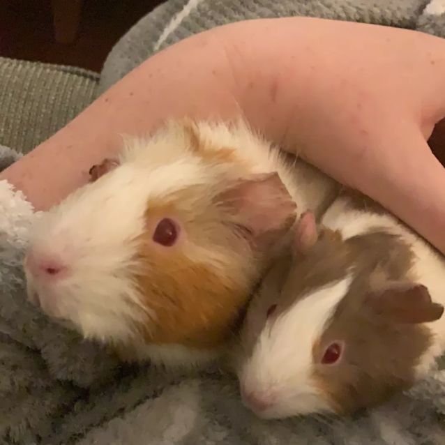 Photo of Babe And Pebbles