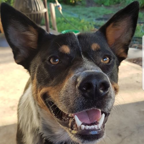 Diesel ~ 2yo Cattle Dog X Kelpie(On trial 22/03/20