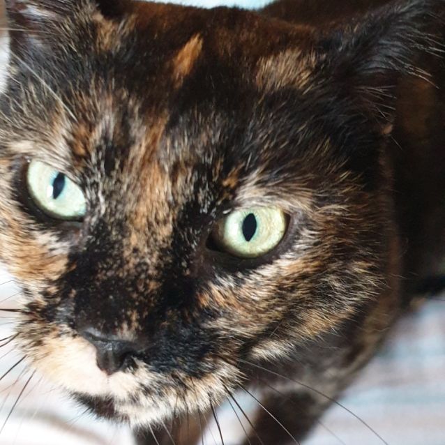 Photo of Pepper