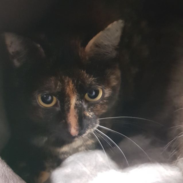 Photo of Callie