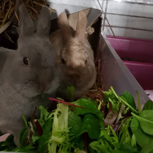 April & Monti