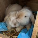 Photo of Flopsy And Mopsy