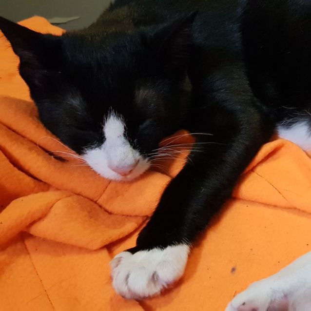 Photo of Alfie