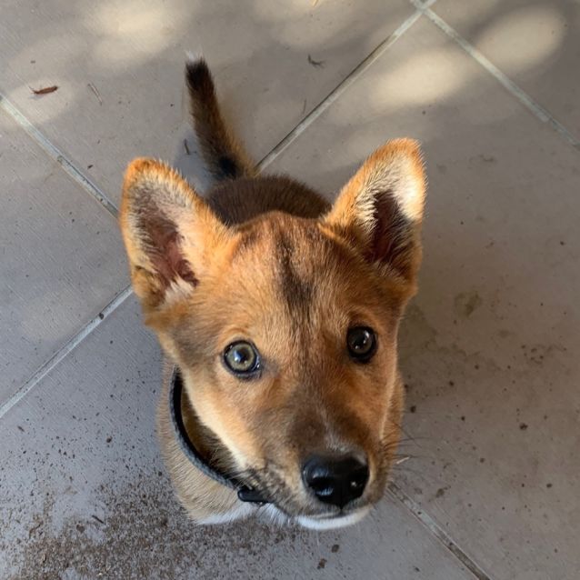 Photo of Fox