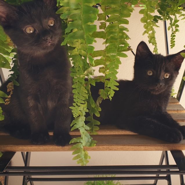 Photo of Amy And Sheldon 