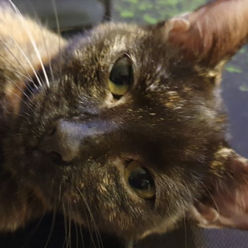 Buffy