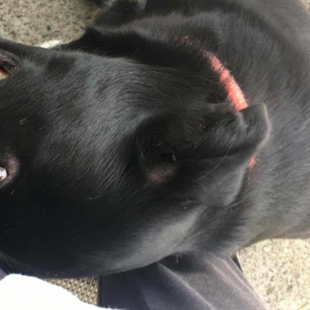Photo of Tommy (On Adoption Trial)