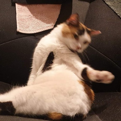 💕💕Milan💕💕