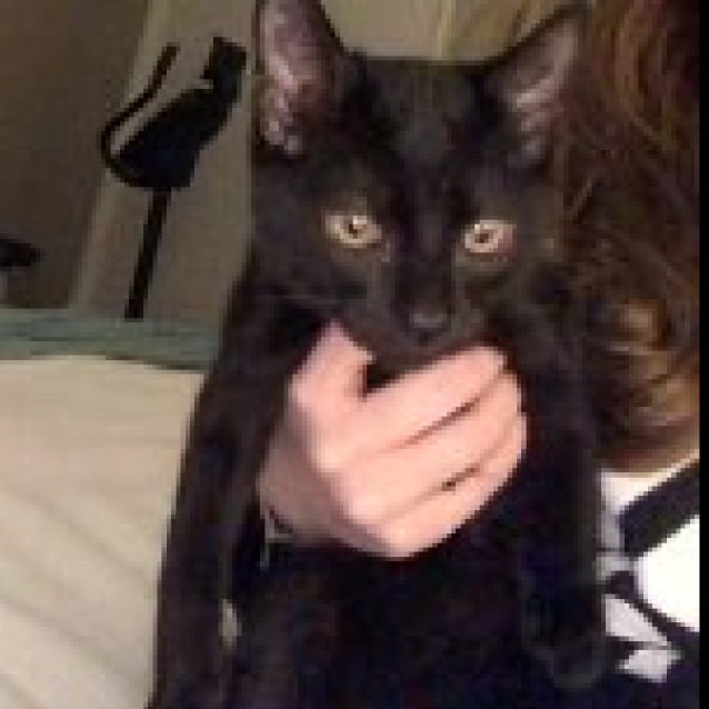 Photo of Apollo