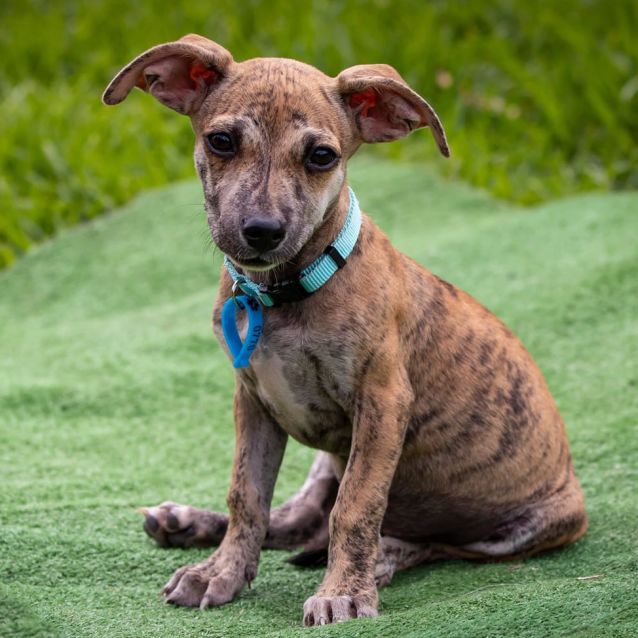 Velvet Small Female Fox Terrier x Whippet Dog in QLD PetRescue