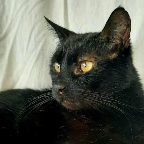 Tyrone. Perfect retiree companion 💗