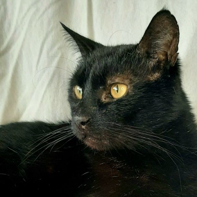 Photo of Tyrone. Perfect Retiree Companion 💗