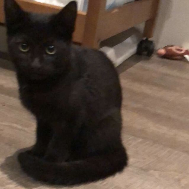 Photo of Gerry **2nd Chance Cat Rescue**