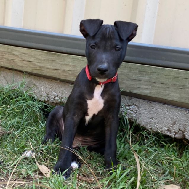 Black staffy cross clearance