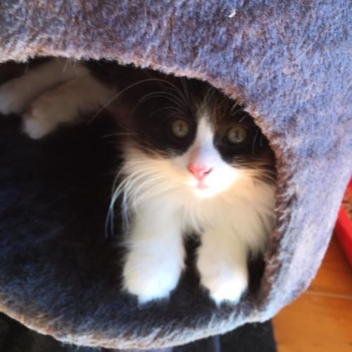 Macabee ^^Dandy Cat Rescue^^