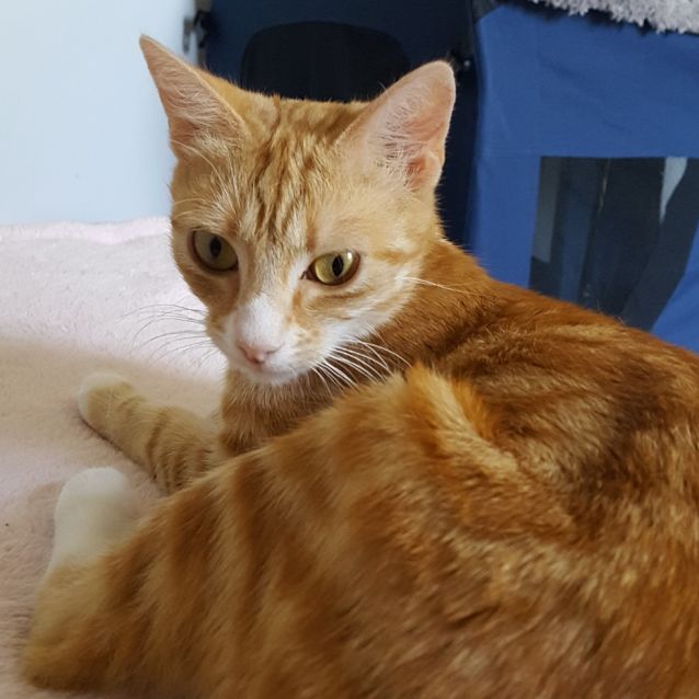 Photo of Starlight ^^Dandy Cat Rescue^^