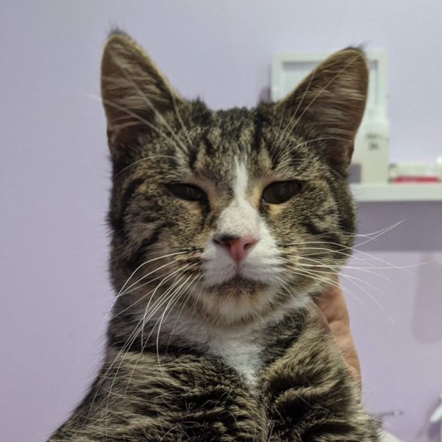 Photo of Basil
