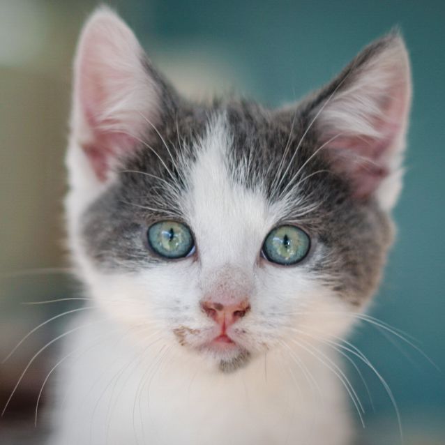 Photo of Granite ~ 9 Week Old (On Trial 18/07/2021)