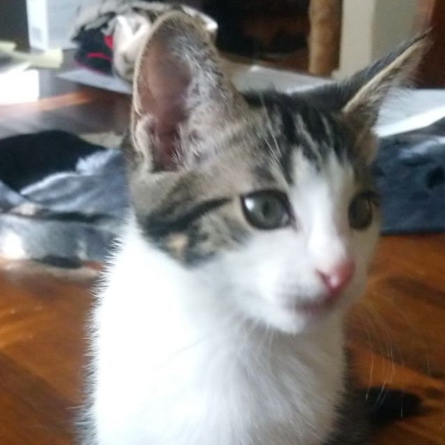 Photo of Mouchie ^^Dandy Cat Rescue^^