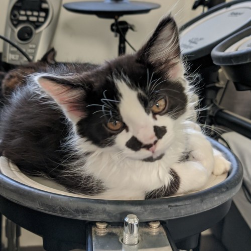 Sargent ^^Dandy Cat Rescue^^