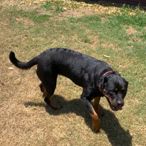 Roxy