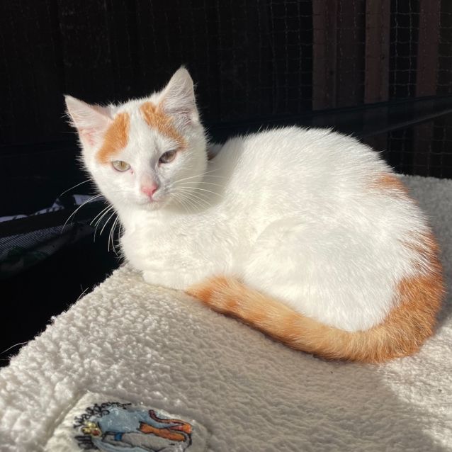 Jacob Male Turkish Van Mix Cat in VIC PetRescue