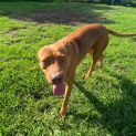 Photo of Blaze (Now On Adoption Trial)