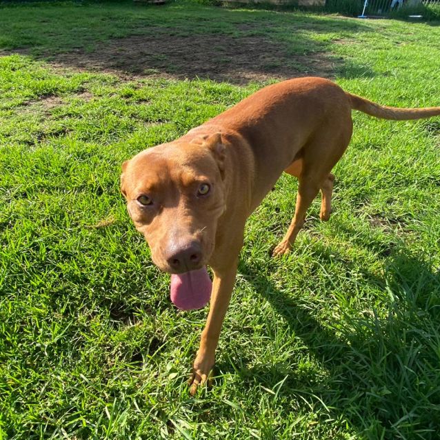 Photo of Blaze (Now On Adoption Trial)