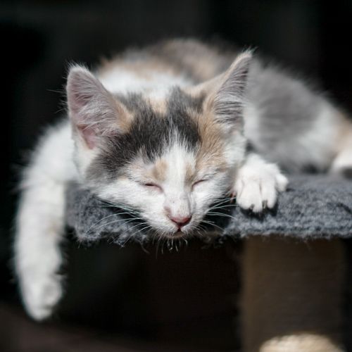 Quartz ~ 9 week old  (on trial 18/07/2021)