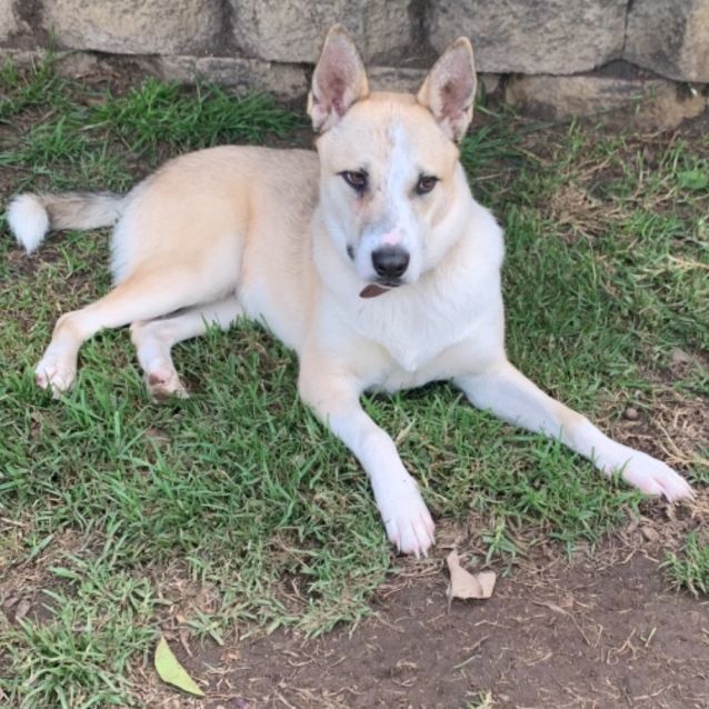 Photo of Kira  (On Adoption Trial)