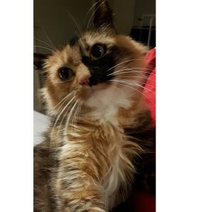 No photo for Pixie